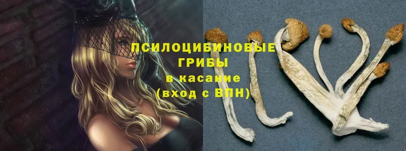 Галлюциногенные грибы GOLDEN TEACHER Нягань